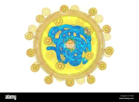 Hepatitis C Drawing Hi Res Stock Photography And Images Alamy