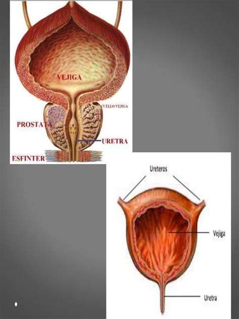 Anatom A Del Sistema Urinario Y Estructura De La Nefrona Pdf