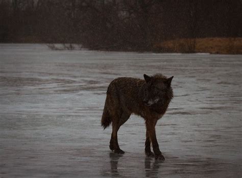 Wolf In The Rain Landscape