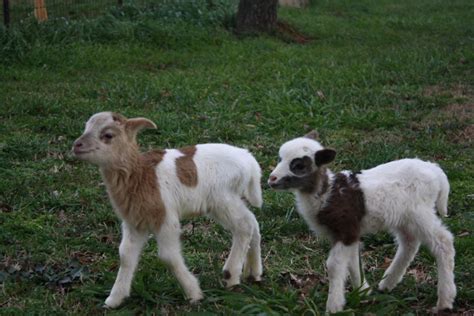 Katahdin Sheep | Red Creek Farm