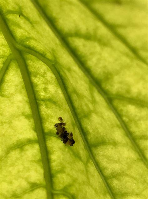 Update: ladybug eggs hatched : gardening