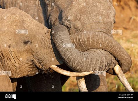 Africa Tanzania African Bush Elephant Portrait Of Two Elephants With Their Trunks Entwined