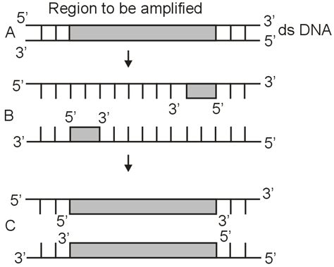 The Figure Below Shows Three Steps A B C Of Polymerase Chain