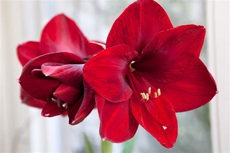 Planting Amaryllis Bulbs How To Grow And Care For Amaryllis Plants