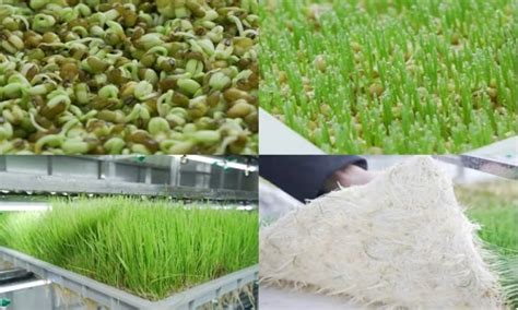 How Is The Planting Effect Of Hydroponic Fodder