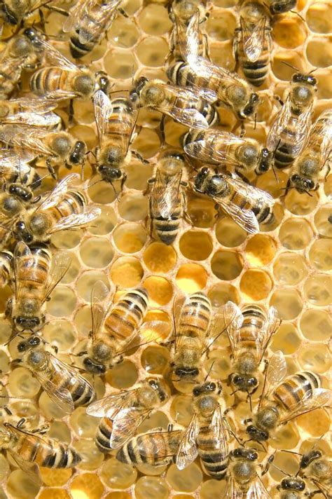 bee hives for honey production 27093968 Stock Photo at Vecteezy