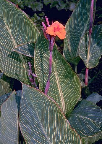 Canna Hybrida Rodigas Portale Della Flora D Italia Portal To The