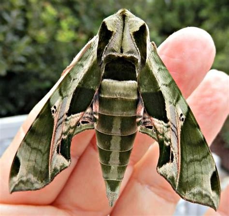 Pandora Sphinx Moth Eumorpha Pandorus Moth Sphinx Moth Tattoo