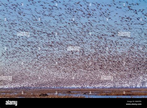 Thousands of snow geese at Loess Bluffs National Wildlife Refuge during spring migration Stock ...