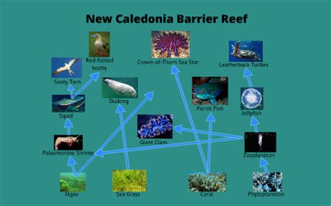 Coral Reef Food Chain Diagram