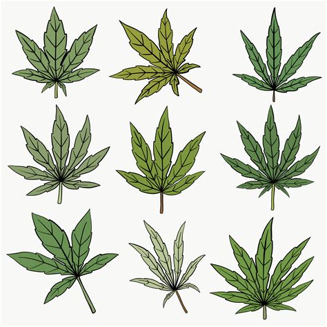 Cannabis leaf freehand drawing flat design. 15629225 Vector Art at Vecteezy