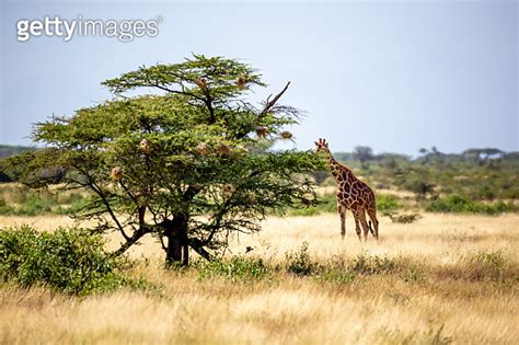 Somalia Giraffes Eat The Leaves Of Acacia Trees