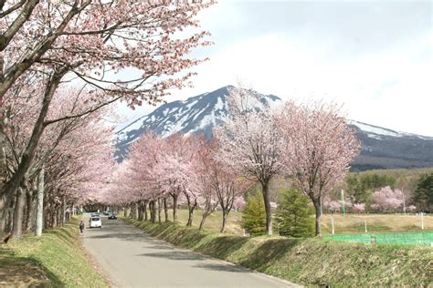 岩木山の桜並木オオヤマザクラ 岩木山観光協会