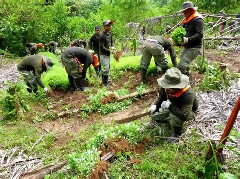 Amazon A Erradican M S De Hect Reas De Cultivos Ilegales De Hoja