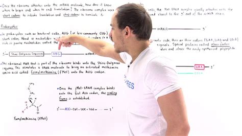 Start and Stop Codons - YouTube