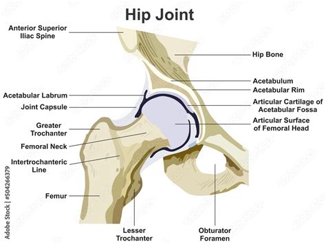 Hip Joint Anatomy Infographic Diagram for medical science education