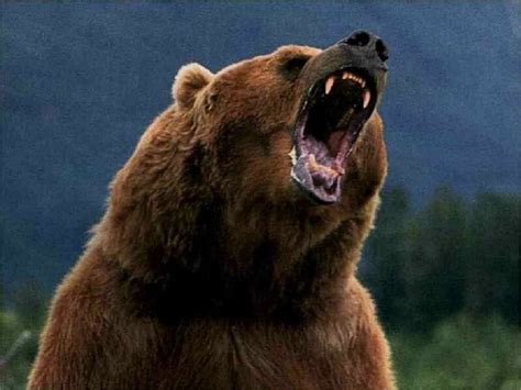 Grizzly Bear Roar