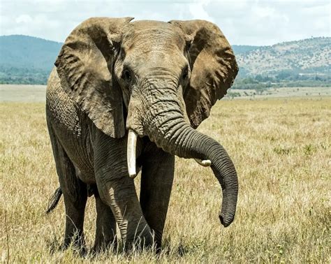 African Elephant - Big Cats Safari