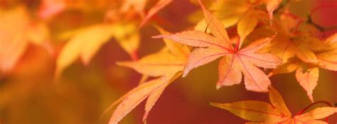 Free Fall Facebook Covers for Timeline, Pretty Autumn Season Timeline ...