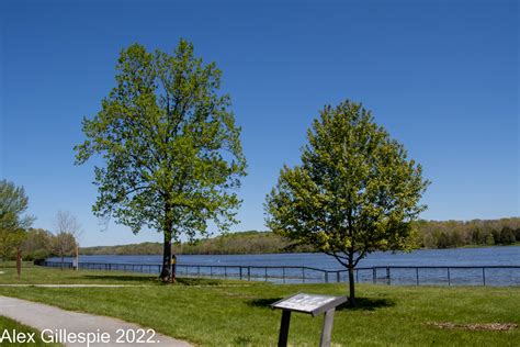 Tree Tree At Lake Pinchot Ford Pinchot State Park Le Flickr