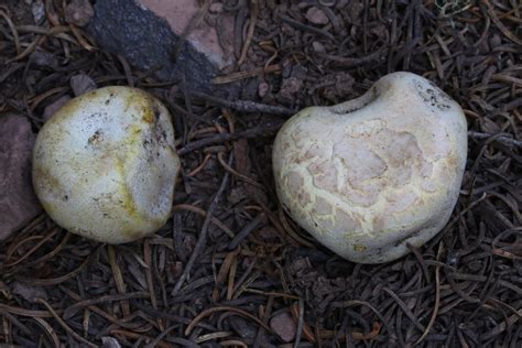 Unopened Agaricus From Klamath County OR USA On August 02 2020 At 07