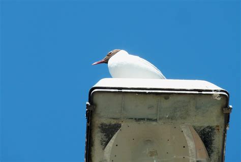 Mouette Oiseau Plumes Beauté Photo gratuite sur Pixabay Pixabay