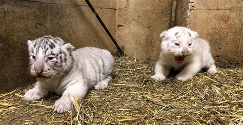 ホワイトデー生まれホワイトタイガー 群馬サファリパークで一般公開｜あとなびマガジン