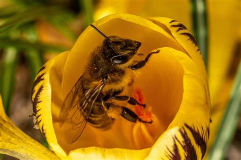 The Italian Bee: Why Beekeepers Love Them Most - Beekeeping 101