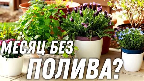 ДОМАШНИЙ АВТОПОЛИВ НА ВРЕМЯ ОТПУСКА - YouTube