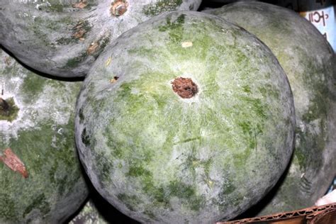 Benincasa Hispida Or Wax Gourd Chinese Watermelon Yellow Flowers In The