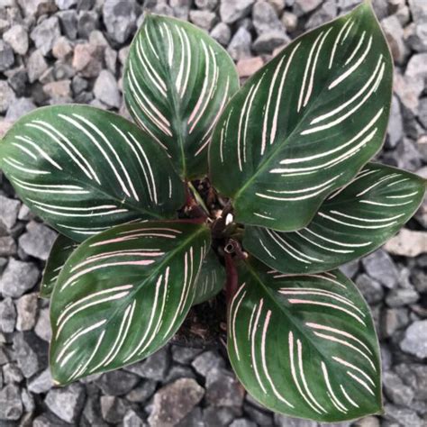 Calathea ornata - Pinstripe Prayer Plant (4.5" Pot) | Little Prince To Go