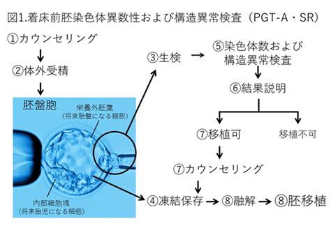 着床前胚染色体異数性および構造異常検査（pgt A・sr）について 木場公園クリニック 不妊・不妊治療専門