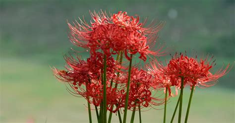 Spider Lily Meaning Symbolism Of Different Spider Lily Colors