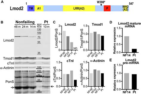 Lmod Protein Is Not Detected Mature Mrna Levels Are Reduced And