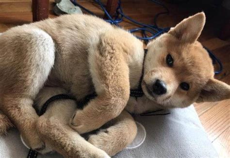 養狗我勸你不要養柴犬怕你後悔 每日頭條