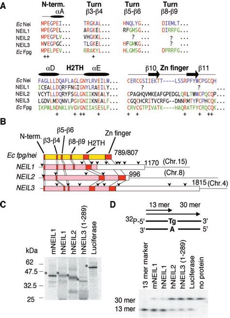 Three Candidates For Mammalian Homologues Of The Nei Protein A