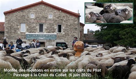 Transhumance Mont E Lestive Du Pilat Mairie De Doizieux