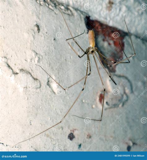 Ara A De S Tano Pap Patas Largas Pholcus Phalangioides Imagen De