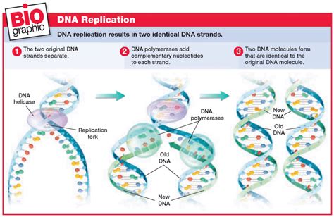 Prokaryotic DNA Replication- Enzymes, Steps and Significance