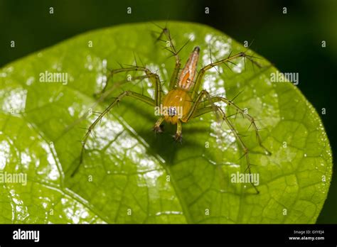 Golden Lynx Spider Oxyopes Macilentus Stock Photo Alamy