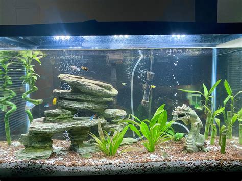 I Want To Make My Tank More Planted And Aquascaped How Can I Better