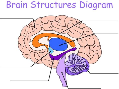 Brain Structures Diagram | Brain structure, Brain structure diagram ...