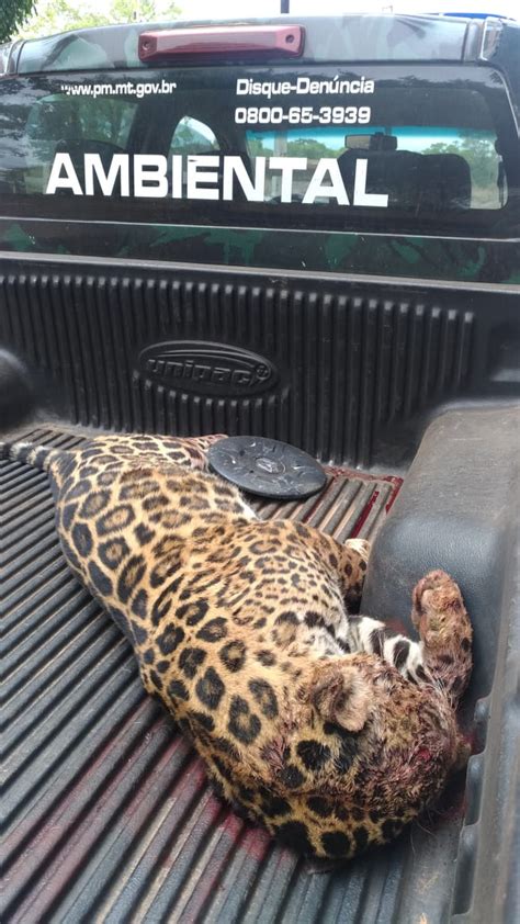 On A Pintada Morre Atropelada Em Estrada No Pantanal De Mt Natureza G