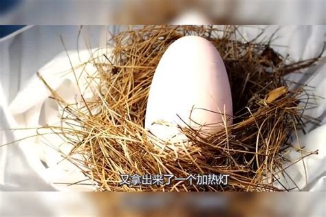 男子捡到一颗奇怪的蛋，竟孵出“独角兽”！看完你都不相信独角兽男子