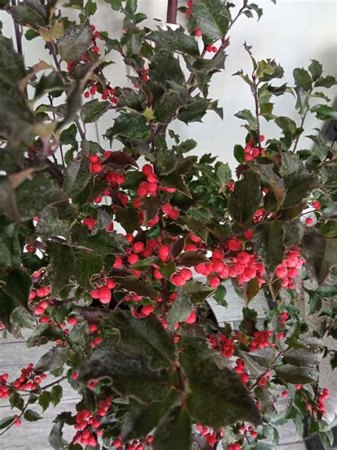 Ostrokrzew Ilex Meservy Blue Princess XL 12733709014 Oficjalne