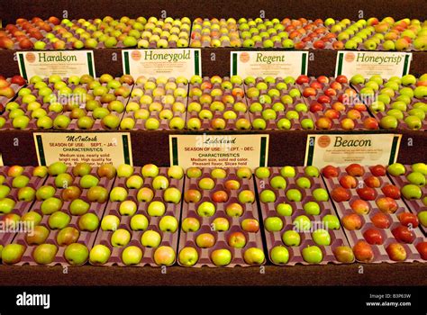 A Display Of Varieties Of Prize Winning Apples At The Fair Stock Photo