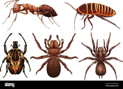 Many Species Of Insects Stock Vector Images Alamy