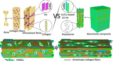 Biomimetic Mechanically Strong One Dimensional Hydroxyapatite Poly D L