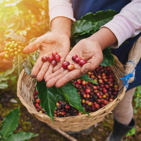 J Venes Caficultores La Nueva Visi N Lavaive Educaci N En Caf