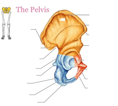 Right Coxal Bone Diagram Quizlet